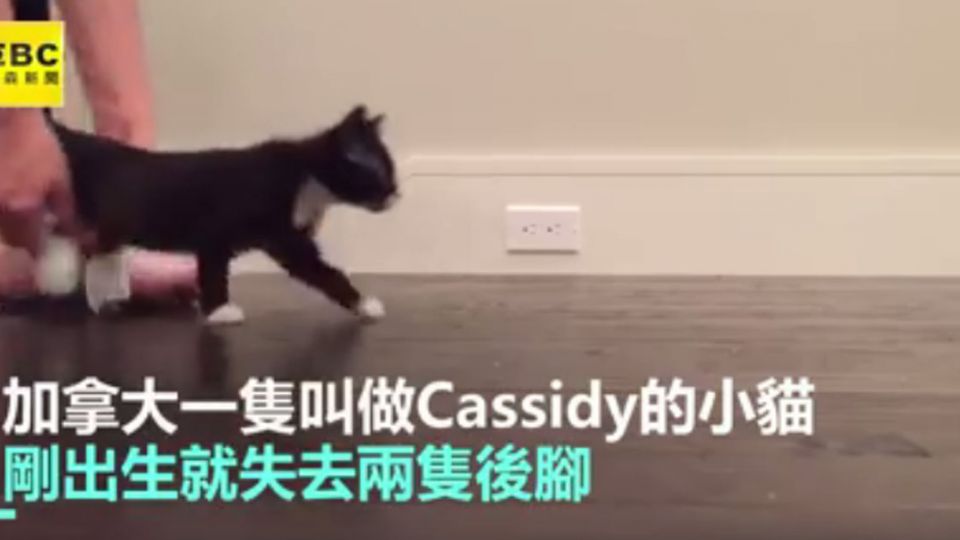殘疾小貓的超酷坐騎!搭他兜風好得意