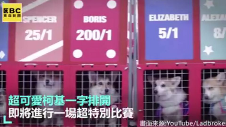 最萌短腿柯基賽跑 原來是為了凱特王妃?