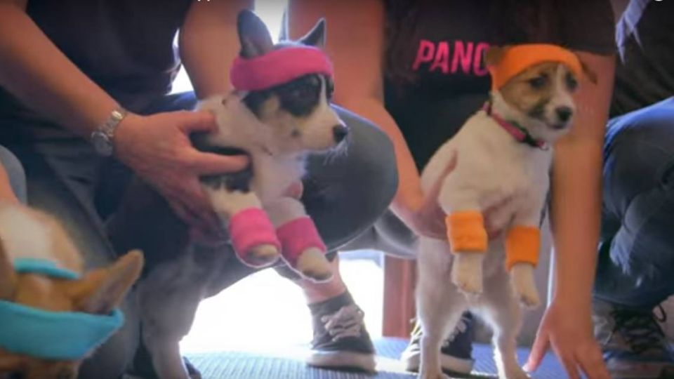 看影片捐飼料!快「點」進來為毛孩盡棉薄之力
