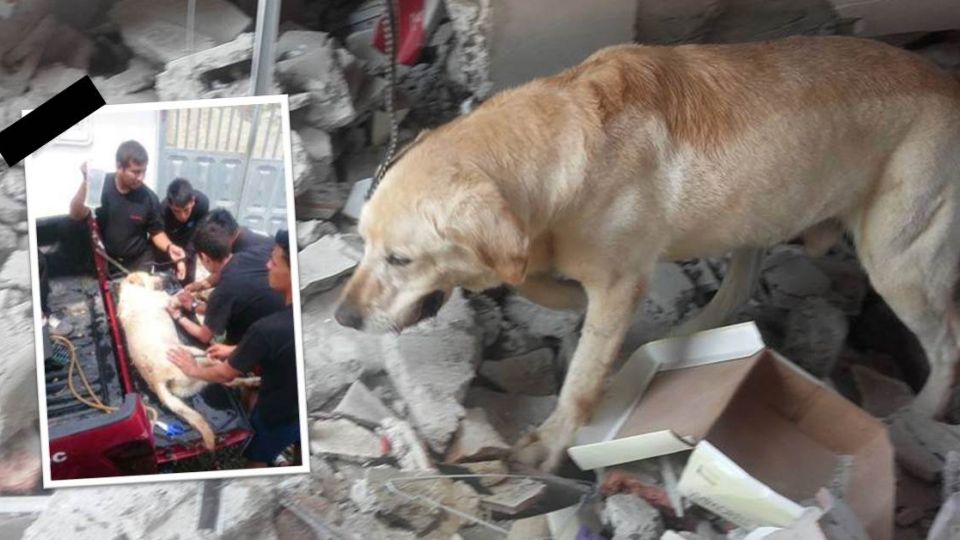 堅持到底!厄瓜多強震救出7人後 搜救犬脫水殉職
