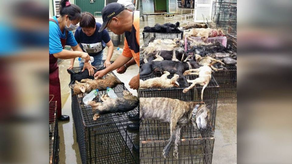 欺「狗」太甚!運狗車離譜超載 36犬活活悶死
