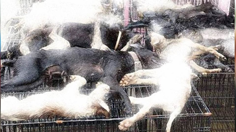 【影片】悶死26隻毛小孩!張花冠扯「資源有限」 網友譙翻