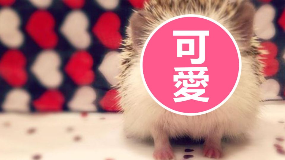 超呆萌!刺蝟展「吸血鬼笑容」 療癒指數爆表