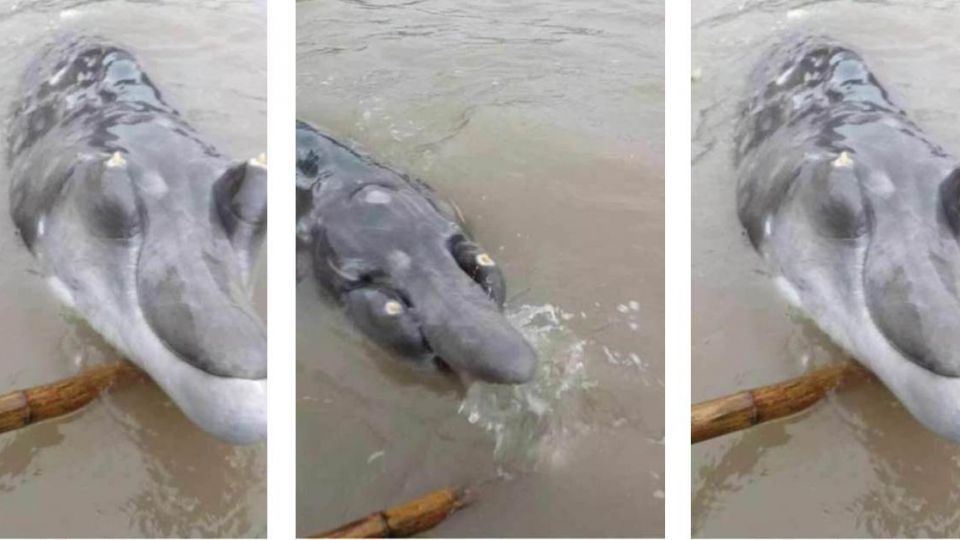 【影片】這是什麼?長江漁民捕獲一隻…「二不像」