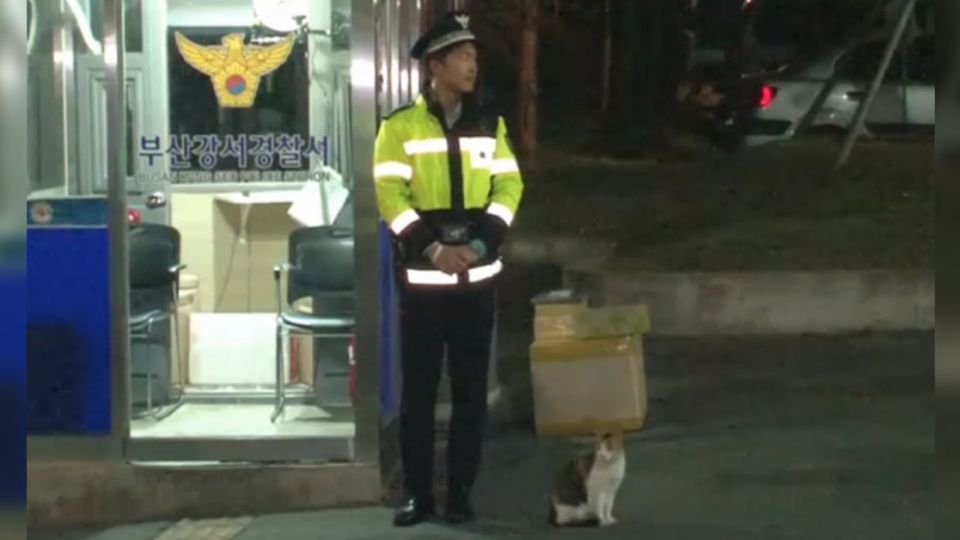 超Q！喵星人派出所盡責站崗 背後故事好暖心