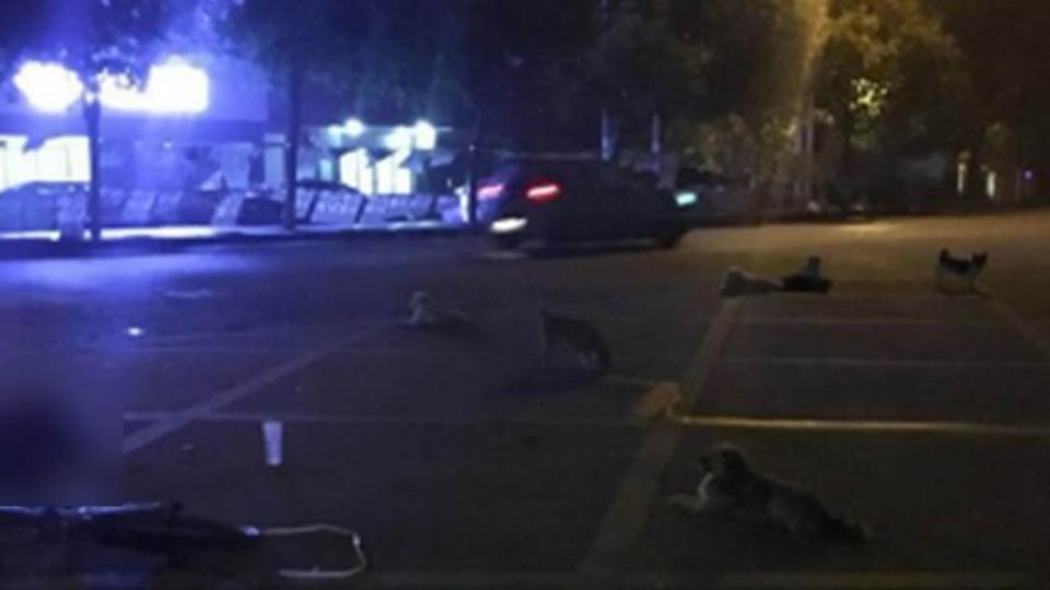 老婦猝死街頭!警棄屍 8流浪犬守等救護車