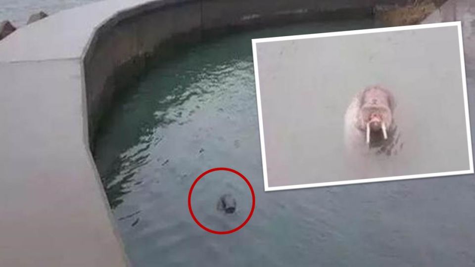 與遊客、保育員「玩耍」!海象「大大擁抱」釀憾事