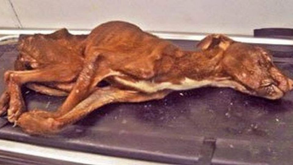 看了都想哭! 比特犬遭虐成骷顱後上演奇蹟