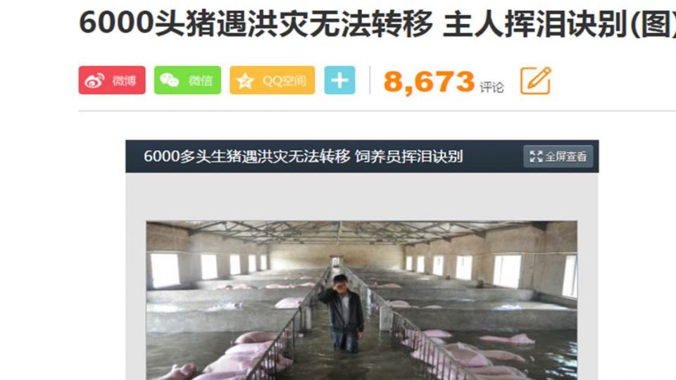 不捨!3000頭小豬受困活活等死 主人揮淚訣別