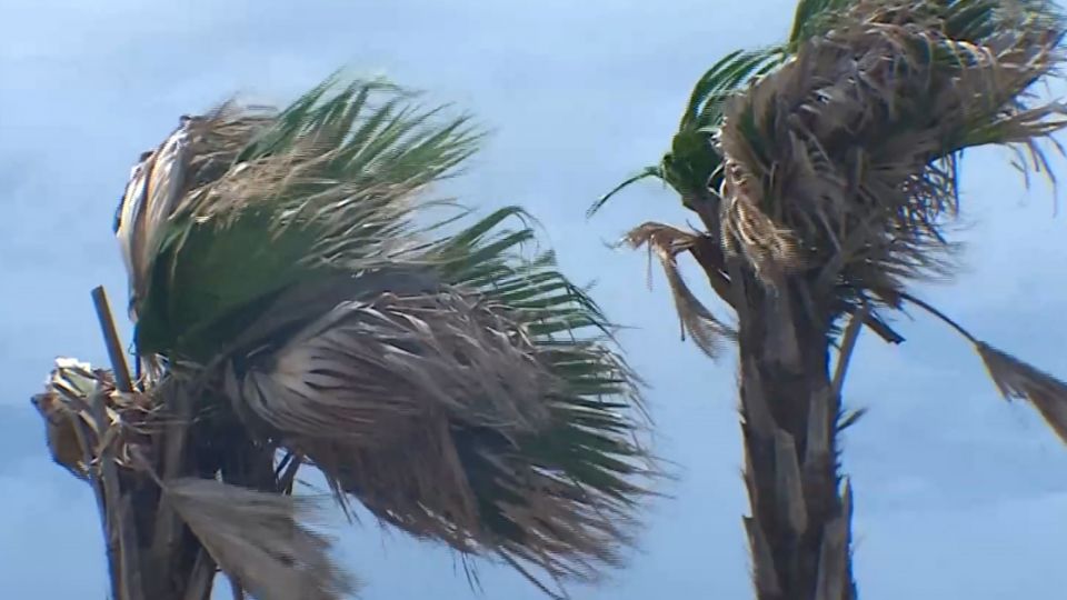 尼伯特未減弱 CNN：結構如砲彈無懈可擊