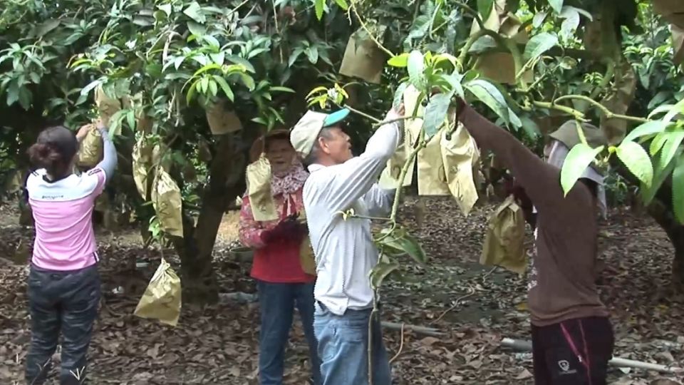 強颱拉警報！ 果農趕綁支架護文旦 漁民搶收蚵仔