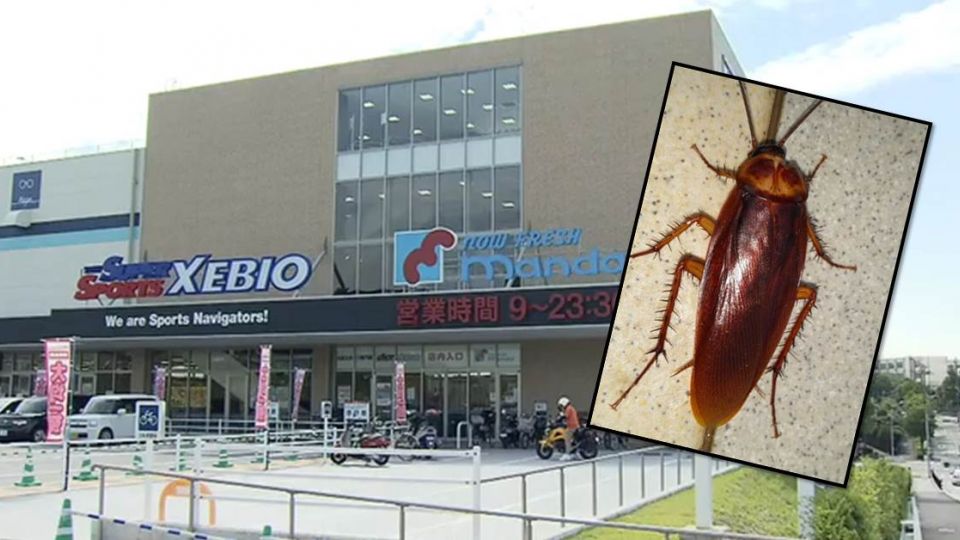 ​超瞎！她帶10隻小強到超市「放生」原因竟是...