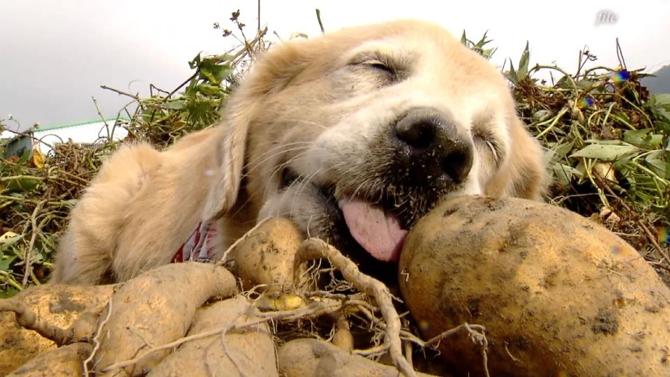 狗明星Cherry病逝 粉絲不捨難過淚崩