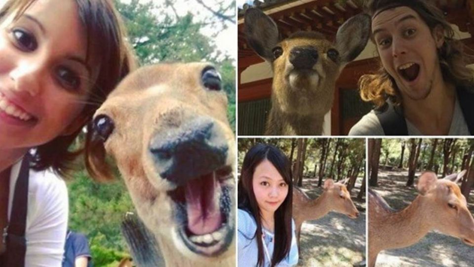台正妹邀自拍遭鄙視 日網友PO圖:奈良鹿崇洋媚外!
