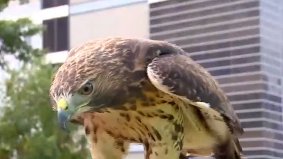 向比利時商訂40隻老鷹！四百萬遭騙拿不回