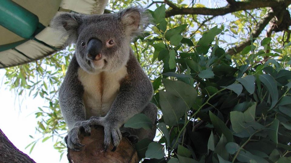 好難過！動物園首隻無尾熊離世 「派翠克」享年19歲