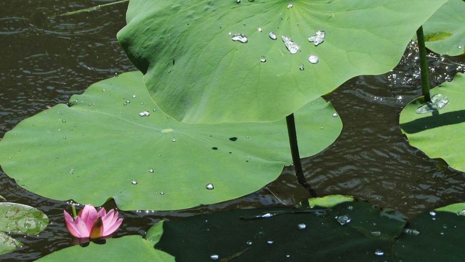 網傳喝「荷葉灰水」能減肥?!小心喝下肚嘔吐又腹瀉
