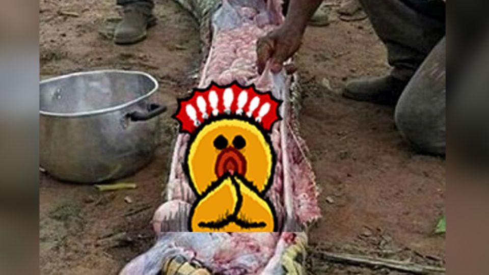 ​以為偷吃吞小牛！「大岩蛇」遭開膛破肚後...農夫哭了