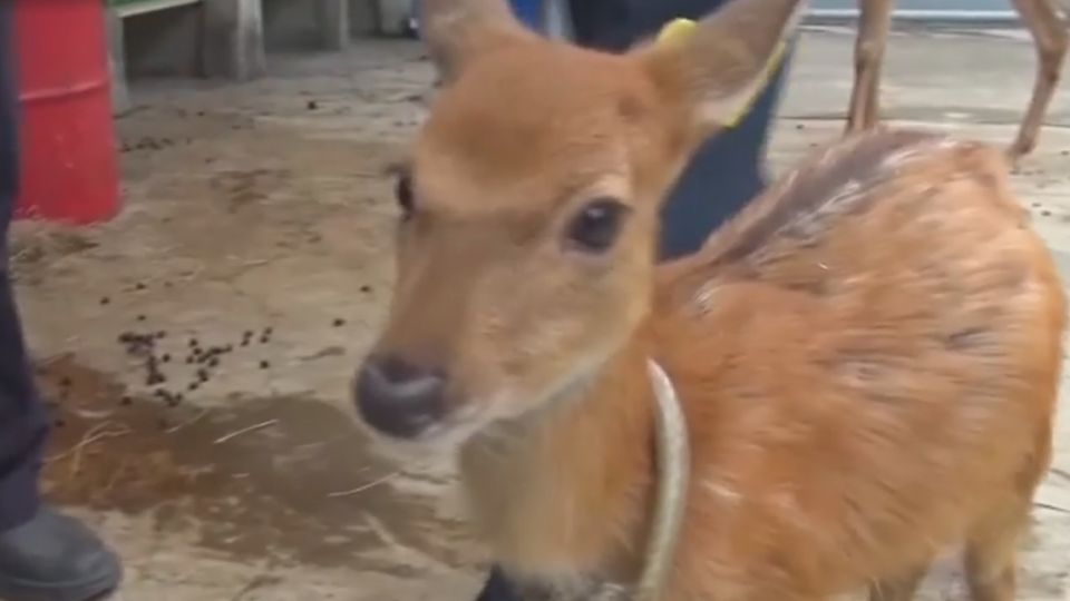 打造台灣奈良鹿園 鹿港引進6隻梅花鹿