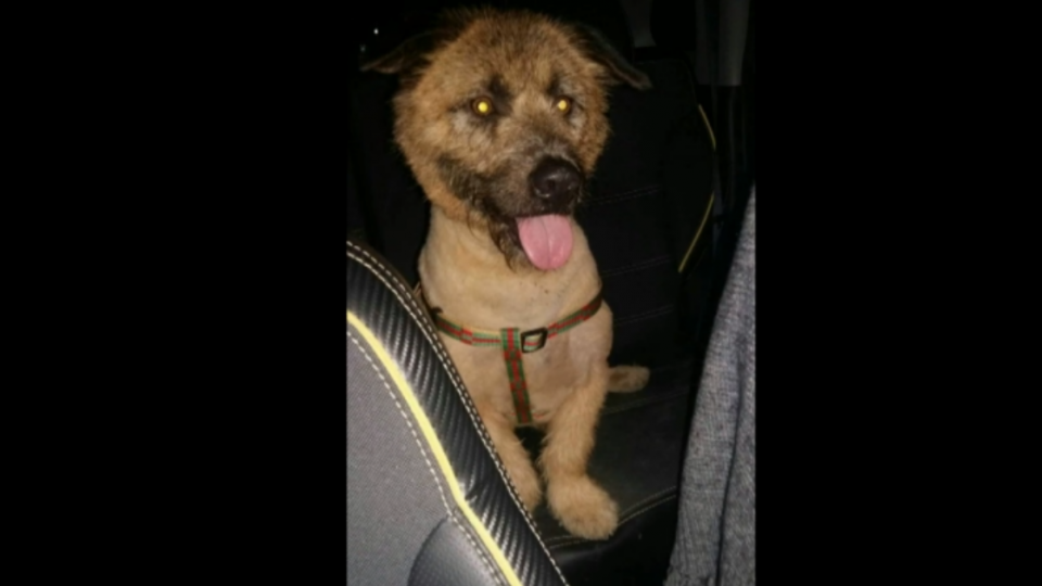 正妹網路募款救毛小孩 獸醫爆料：動機不單純