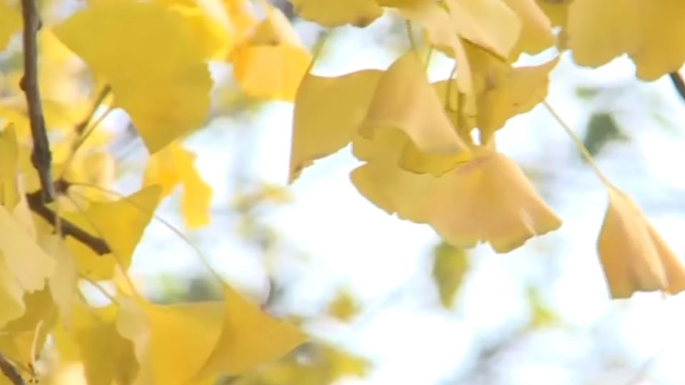 千年古銀杏落葉紛飛 詩意美景美不勝收