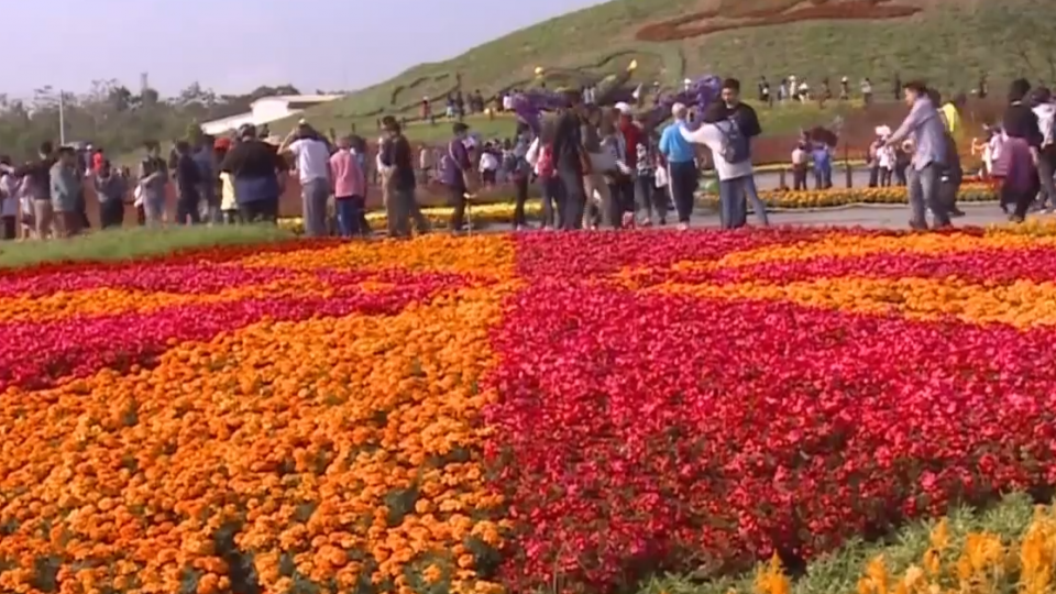 花毯節人爆滿！ 風箏馬軟腳 枇杷鴨爆抄襲