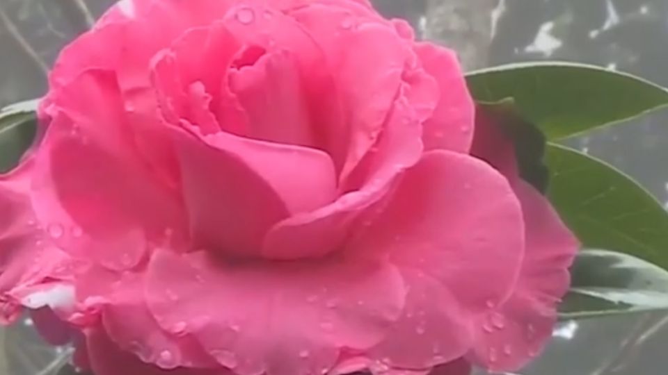 新年走春好去處 竹崎山區滿園茶花盛開