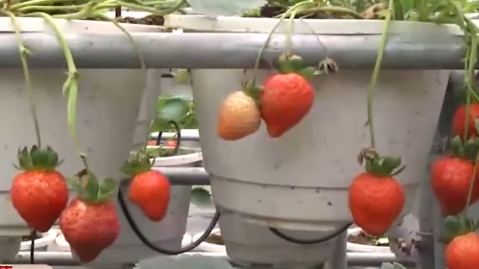 「小雪的初戀」日本白草莓 宜蘭栽種成功了