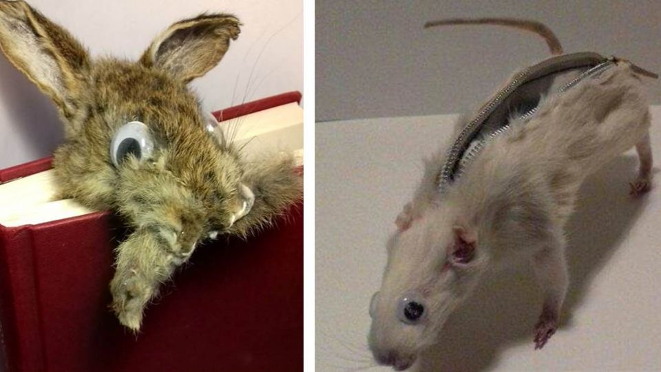 創意？殘忍？男大生自製「鼠屍鉛筆袋」網拍大賣引關注