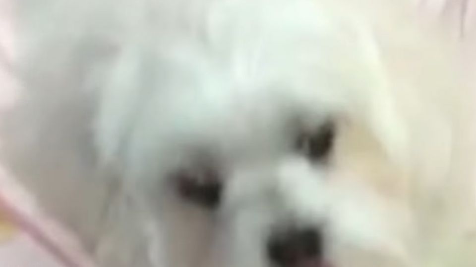 熱戀共養毛孩 分手搶所有權告前女友詐欺