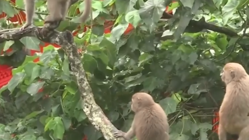 日月潭邊森林5公尺1陷阱 野生動物陷危機