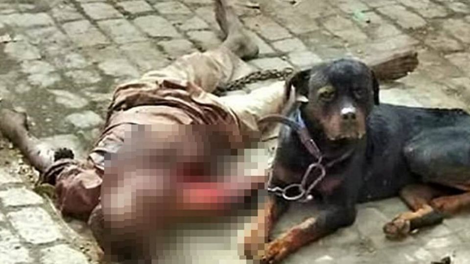 遭看門狗咬脖致死!男面目全非 警花4小時逮猛「虎」