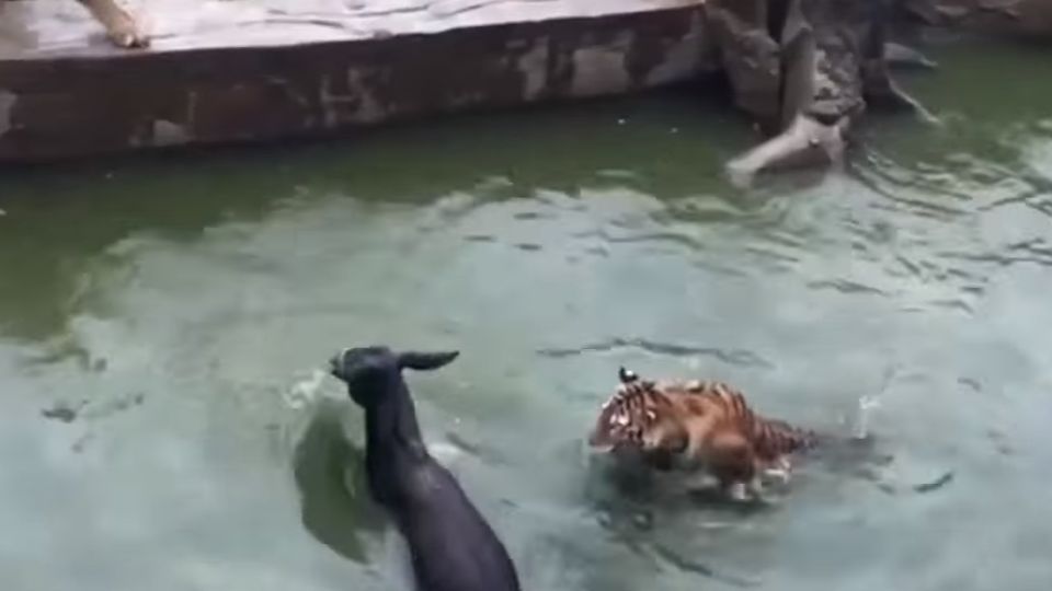 殘忍！動物園股東財務糾紛 將活驢送入虎口