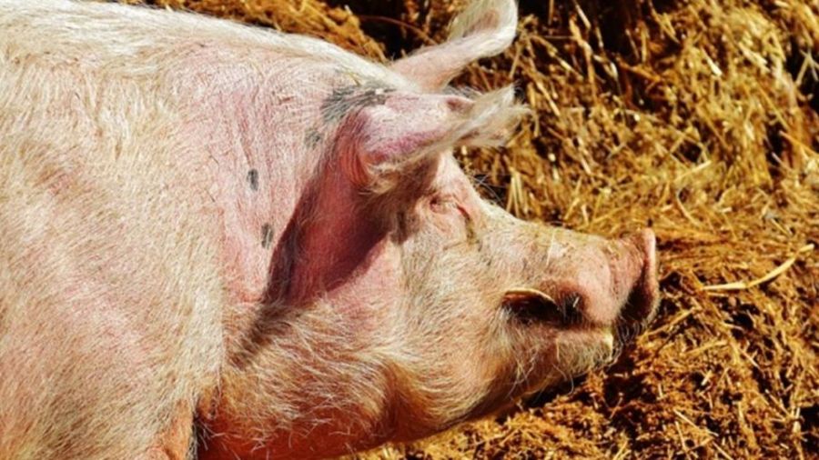 回鄉養豬「年收200萬」 他卻擔心「正妹老婆」這一點