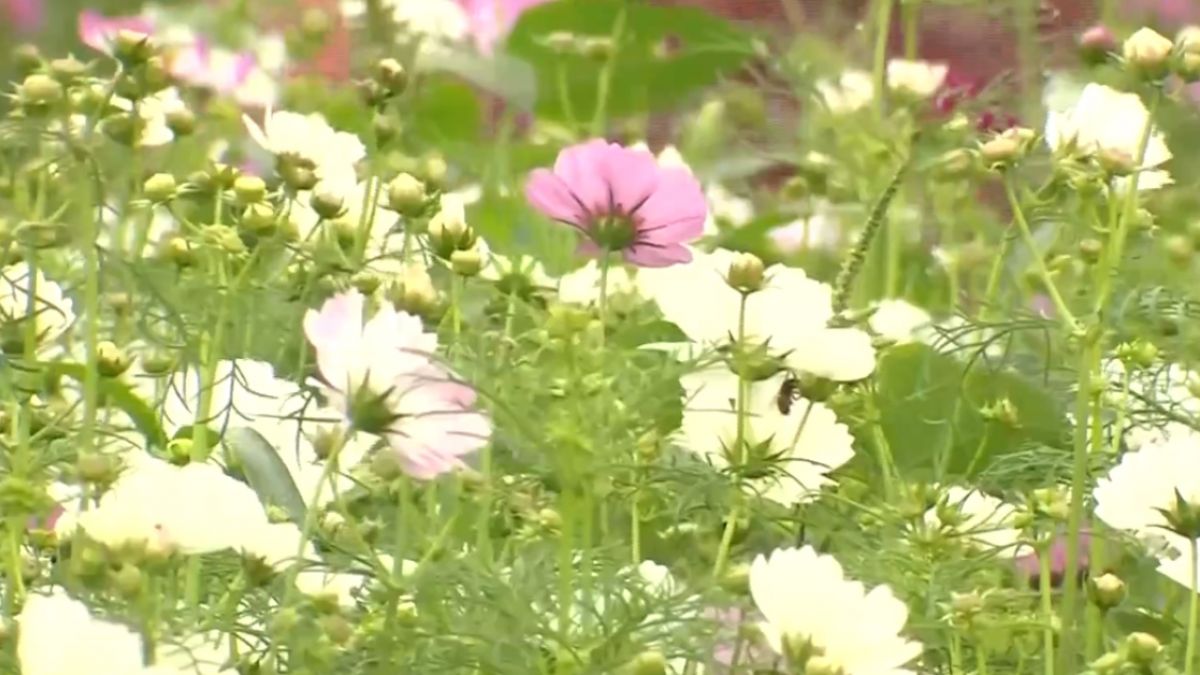 新社花海今隆重開幕！ 韓劇鬼怪場景添浪漫