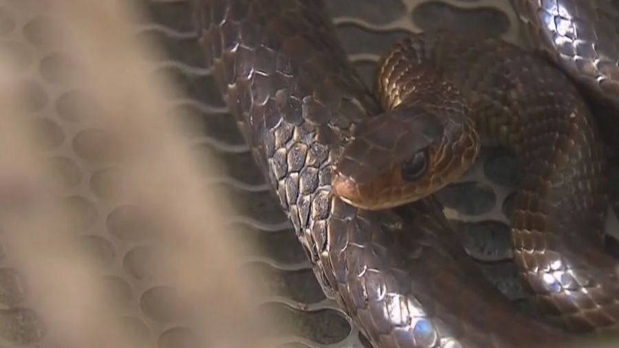 狂男把蛇毒注體內25年沒死！ 產35種血清救人