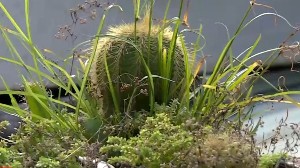 擋路剪掉！ 為一株仙人掌 被鄰居告毀損