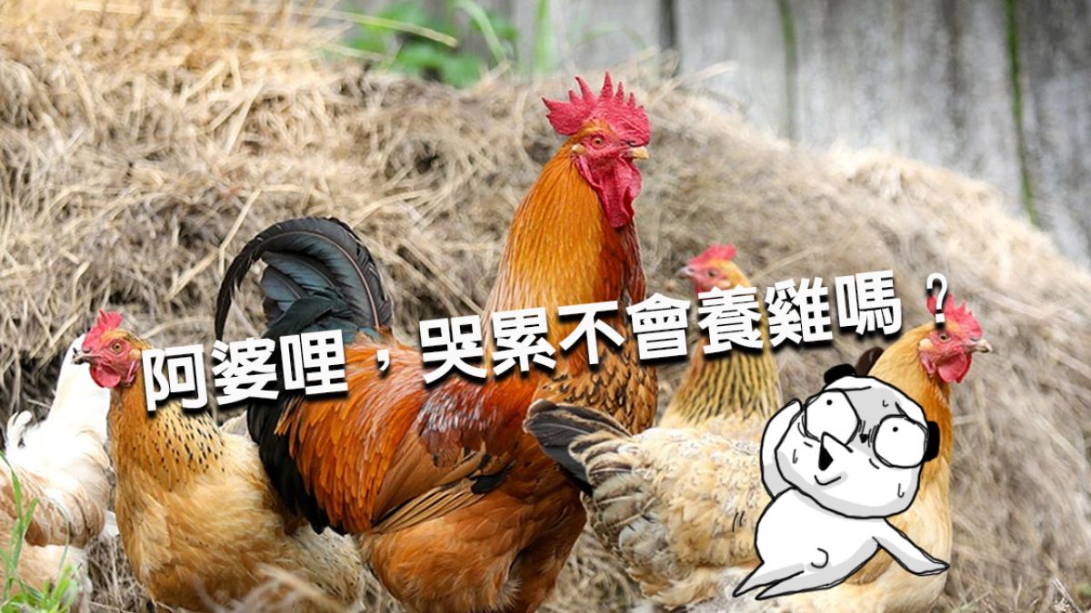 「阿婆哭累養雞」是哪首歌？神人2分鐘給答案 網笑瘋：是名曲！