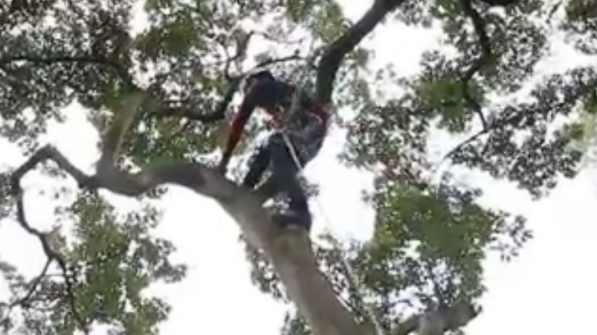 全台僅10人 攀樹師就像蜘蛛人月賺6位數