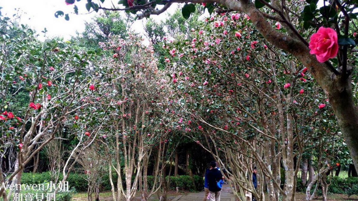美翻！陽明山婚紗外拍超夯景點 浪漫花海連大男人都著迷