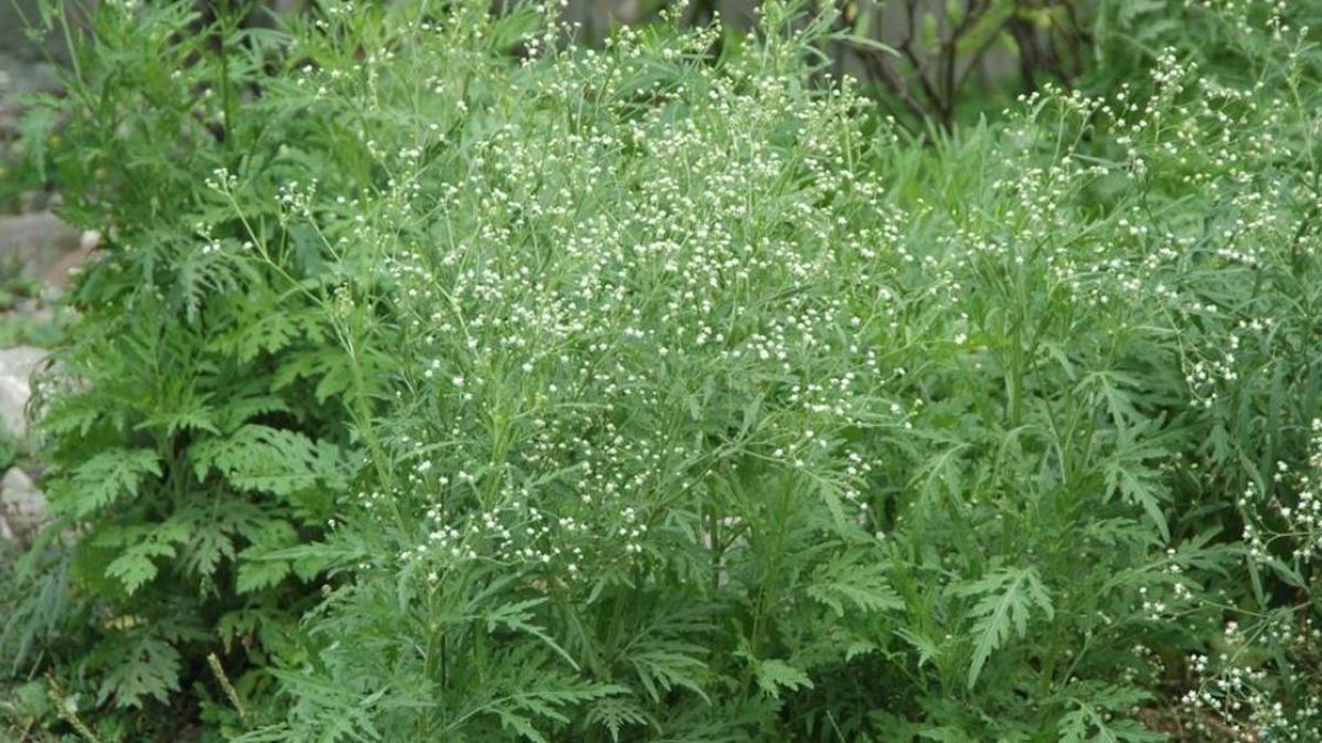 Line瘋傳 國際毒草在台蔓延 林務局證實 碰觸就有危險 東森新聞