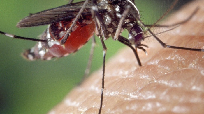 蚊子會記仇！靠「危險氣味」24小時閃躲追殺者