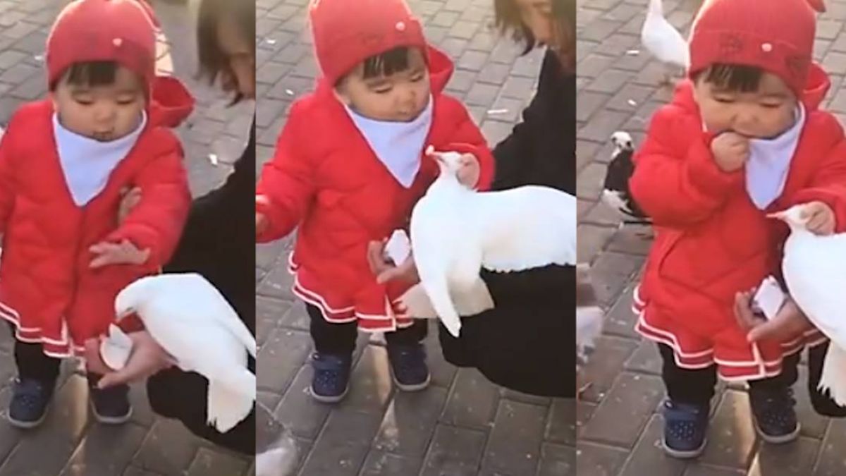 朕不給的你不能要！霸氣童抓鴿搶回食物