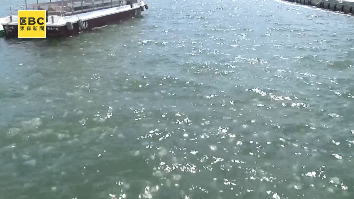 蝦密？！整片海都是水母！ 專家解釋神秘增生原因