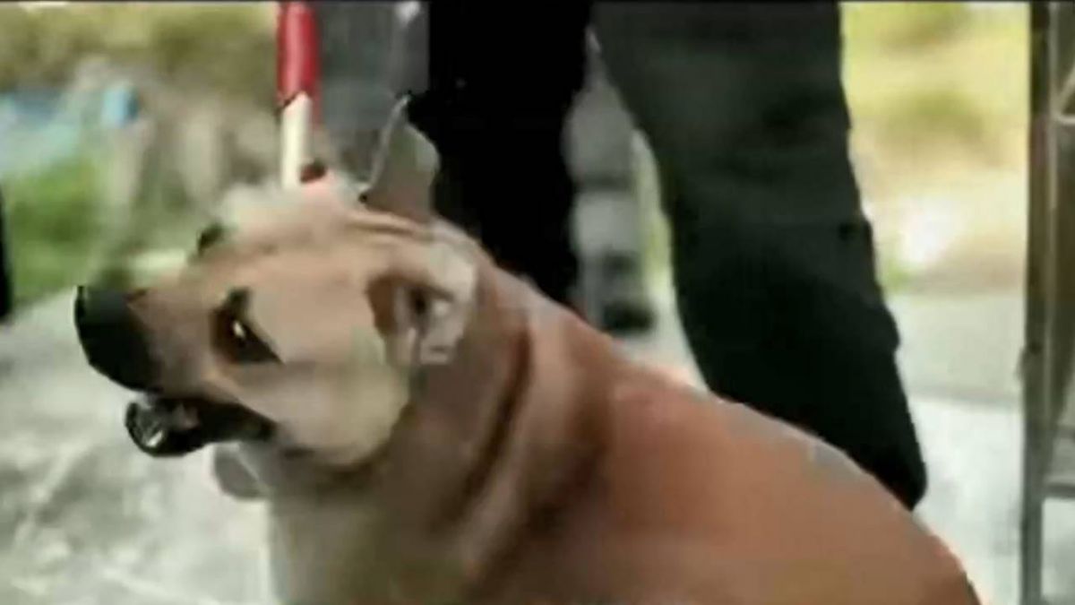 前竹聯幫大姊頭花14年轉型！王蘭淚拍流浪犬安樂死電影