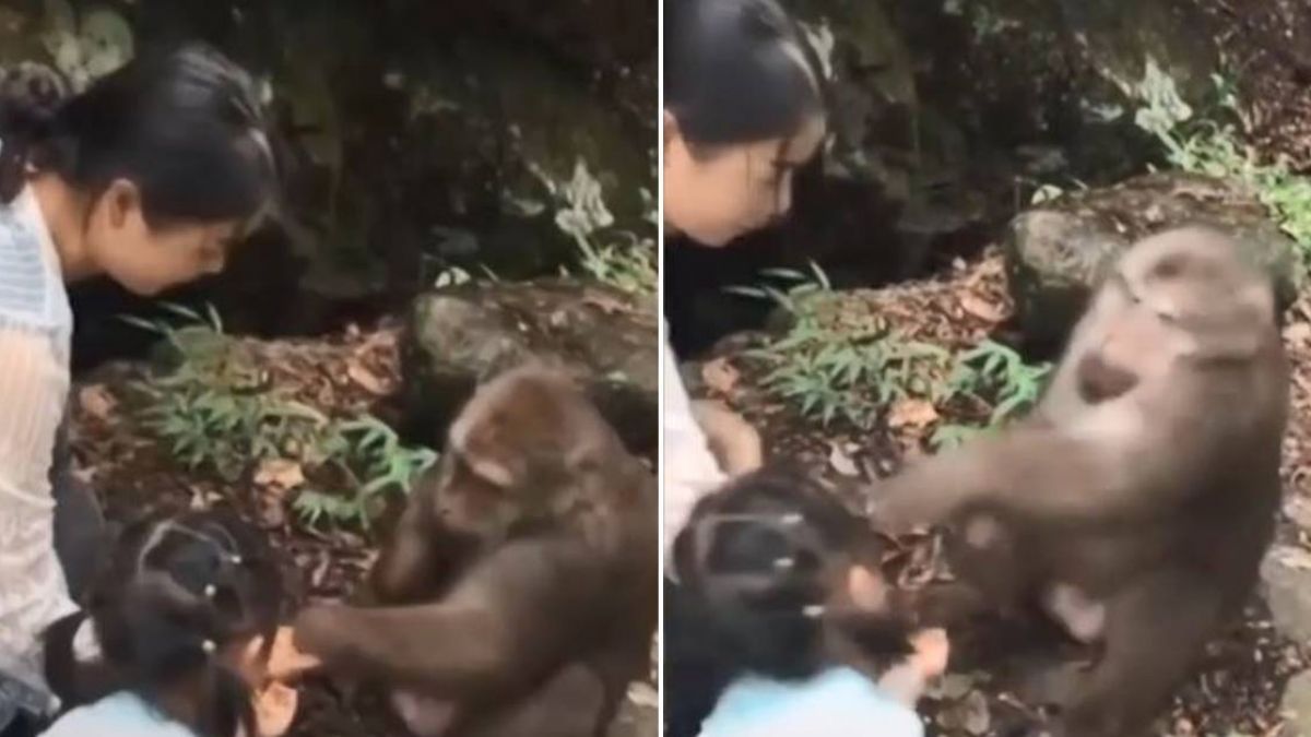 獼猴被餵食…下秒翻臉狠巴女童!網嚇:關動物園也有野性