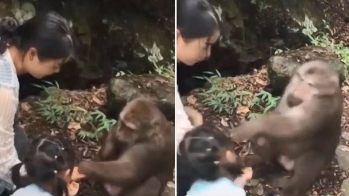 獼猴被餵食…下秒翻臉狠巴女童！網嚇：關動物園也有野性