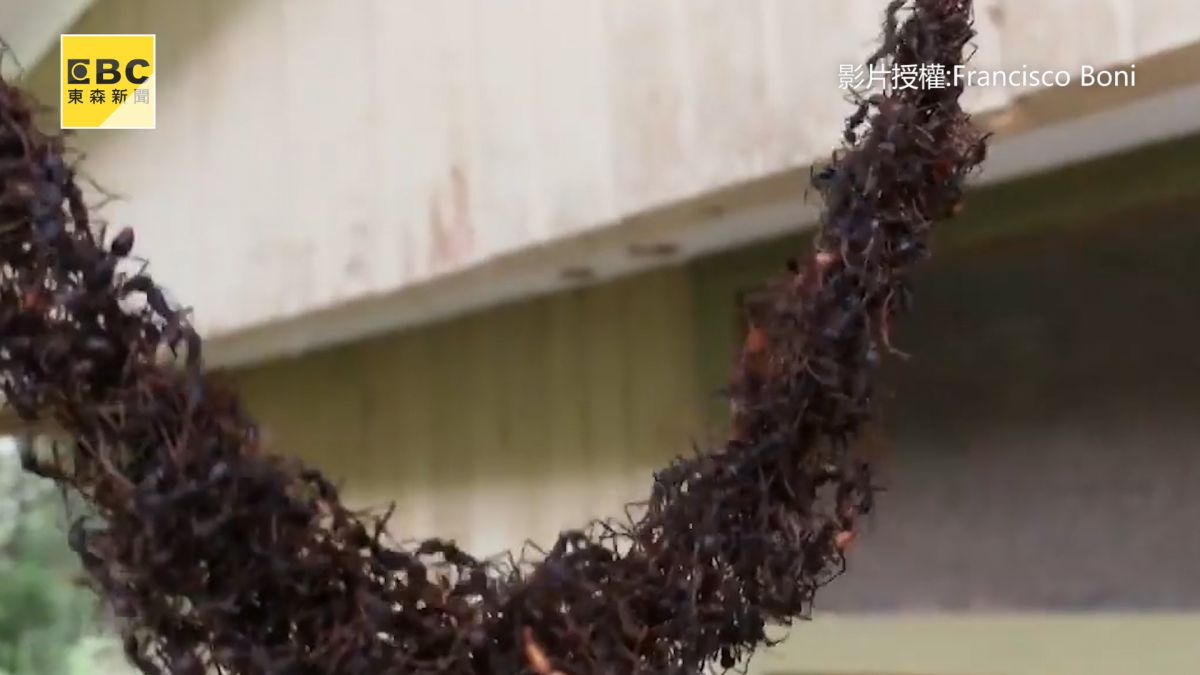 百萬螞蟻築「血肉之橋」 進攻蜂巢片甲不留！