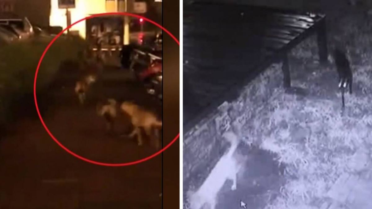 流浪犬成群結隊出沒社區 攻擊流浪貓住戶心驚