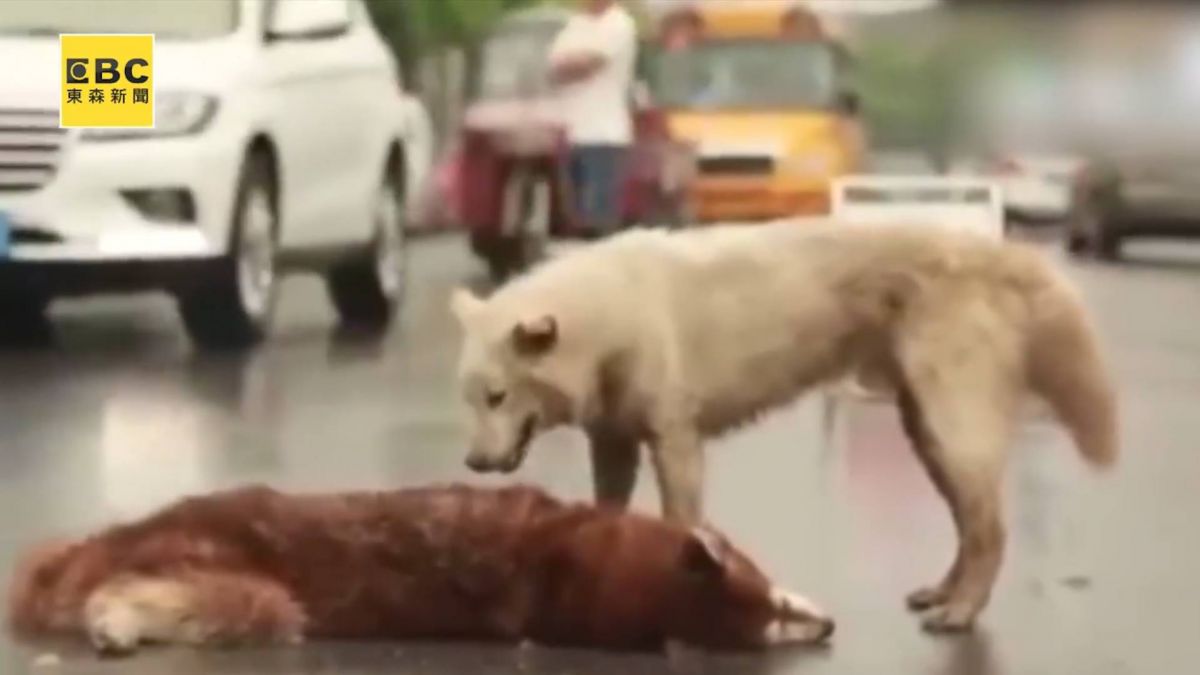 心碎！同伴遭車撞死 狗狗雨中守護哀鳴